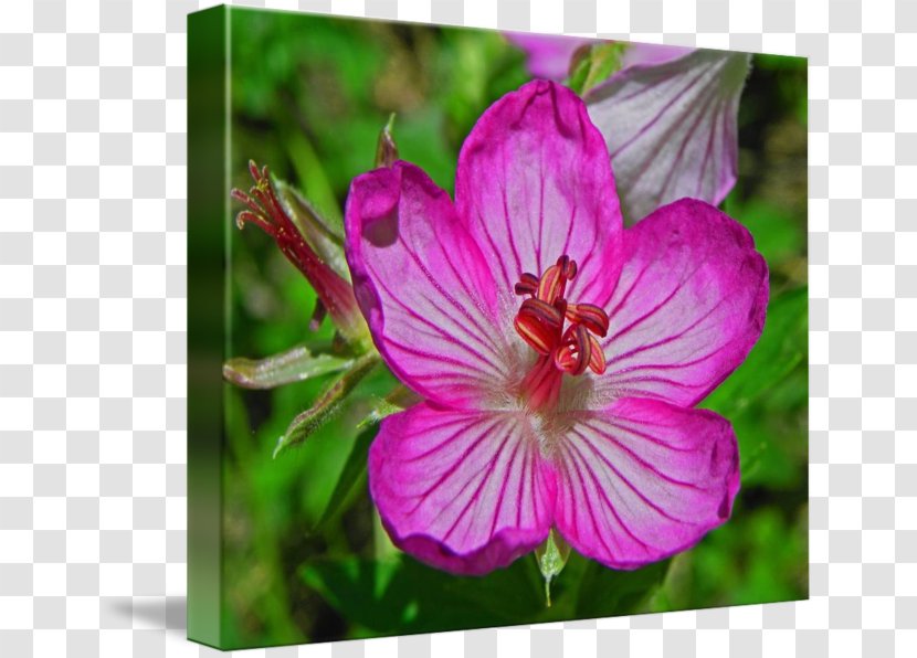 Crane's-bill Geraniums Annual Plant Mallows Melastoma - Mallow - Flower Transparent PNG