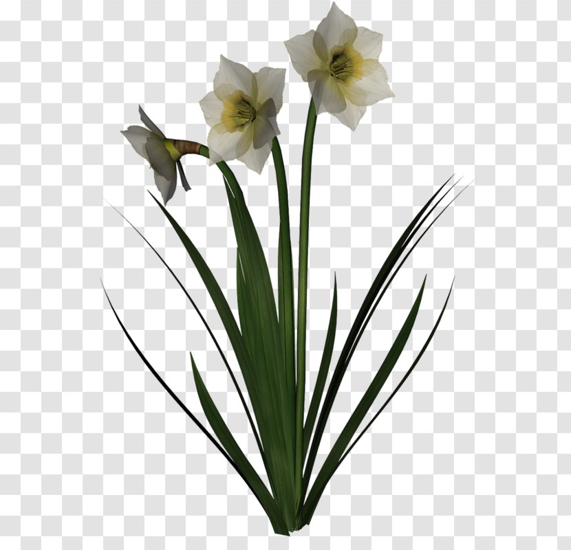 Cut Flowers Yellow Jonquille Orchids - Plant Stem - Flowerpot Transparent PNG