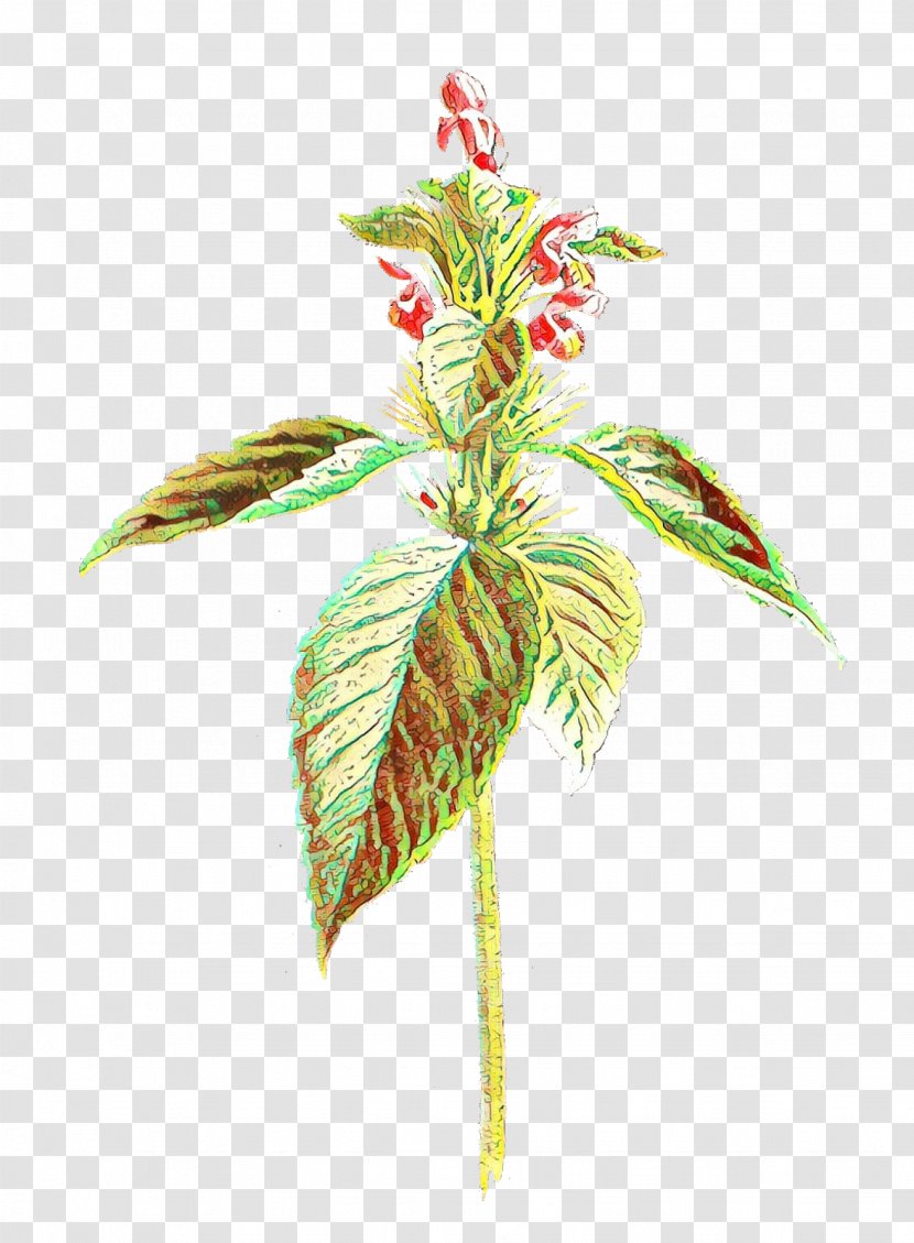 Leaf Plant Stem Plants Herbaceous Vascular - Fern - Impatiens Transparent PNG