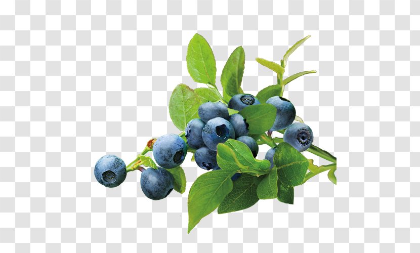 Blueberry Tea Organic Food - Aristotelia Chilensis - Blueberries Transparent PNG