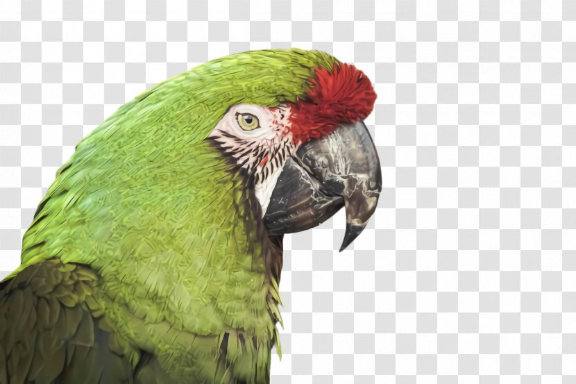 Lovebird - Parakeet - Budgie Transparent PNG