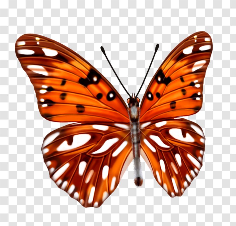 Butterfly Insect Stock Photography Illustration - Lepidoptera Transparent PNG