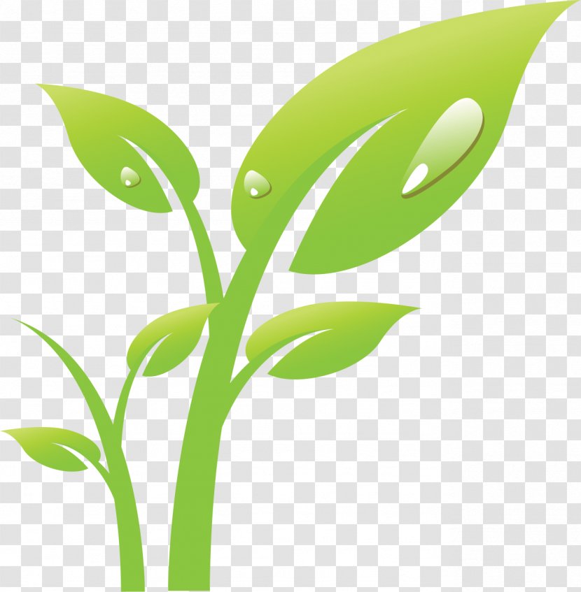 Tree - Plant - Stem Transparent PNG
