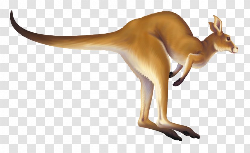 Kangaroo Macropodidae Animation Clip Art - Organism Transparent PNG