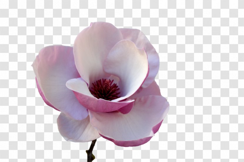 Flower Tulip Petal Plant Stem - Tulips Transparent PNG