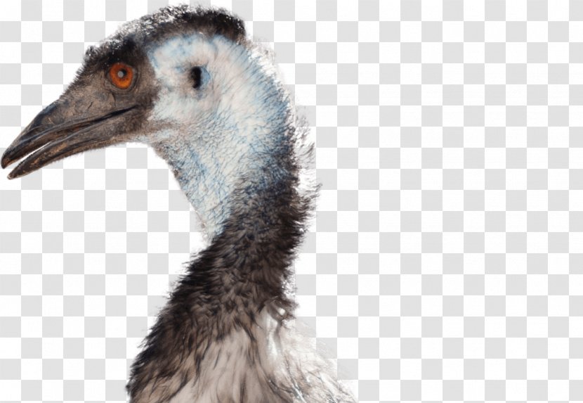 Flightless Bird Common Ostrich National Zoo & Aquarium Emu War - Drawing Transparent PNG