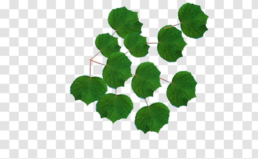 Leaf Herb Annual Plant Transparent PNG