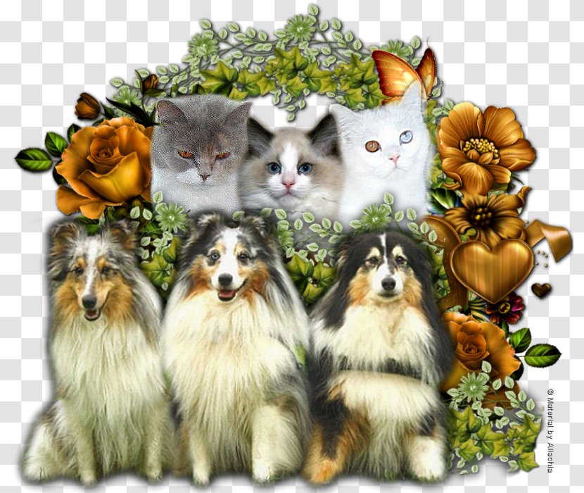 Rough Collie Shetland Sheepdog Icelandic Pomeranian Dog Breed - Old English - Sheltie Transparent PNG