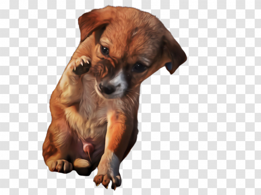 Puppy Dog Snout Companion Dog Sporting Group Transparent PNG