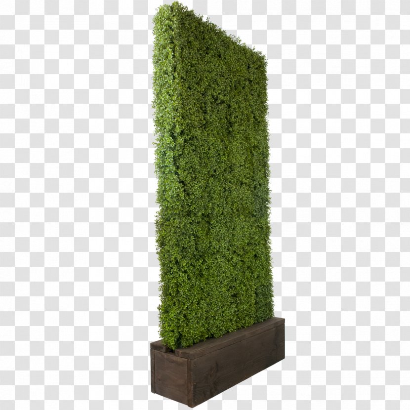 Box Hedge Shrub Tree Party Transparent PNG