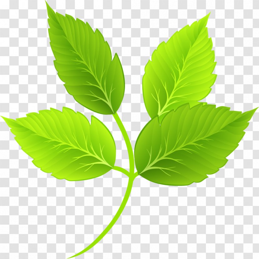 Leaf Green Cartoon - Plant - Leaves Transparent PNG