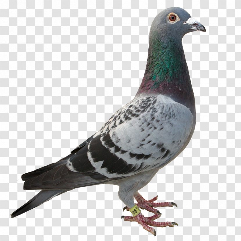 Rock Dove Columbidae Animaatio - Homing Pigeon - World Wide Web Transparent PNG