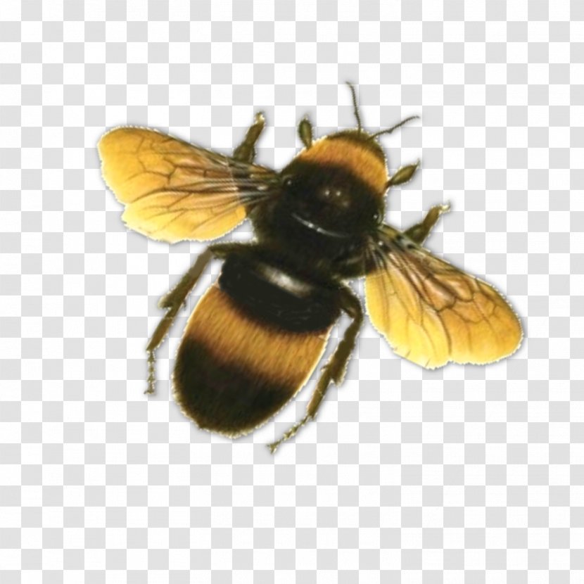 Honey Bee Butterfly Clip Art - Nectar Transparent PNG