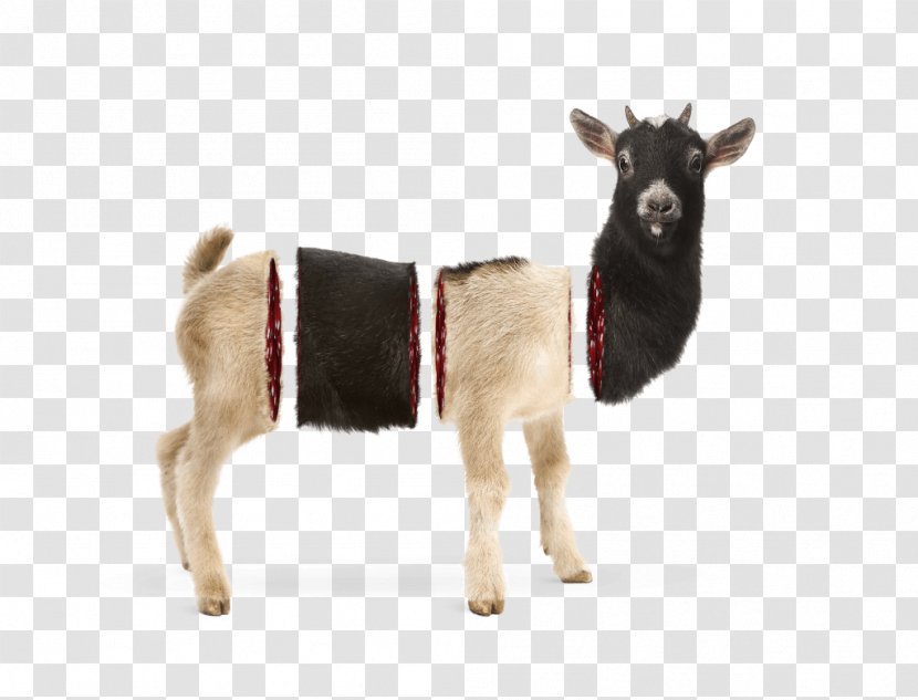 Goat Cattle Reindeer Animal - Herd - Riotous Transparent PNG