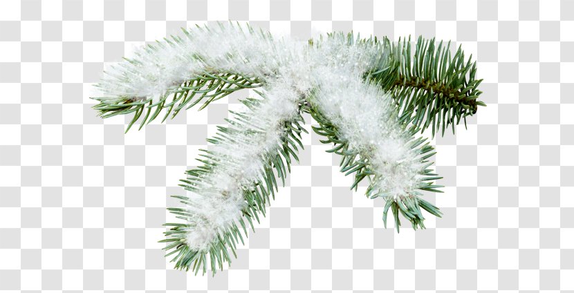 Spruce Fir Pine Branch Tree - Sprucepinefir Transparent PNG