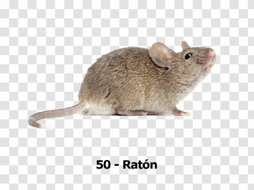Computer Mouse Stock Photography Transparent PNG