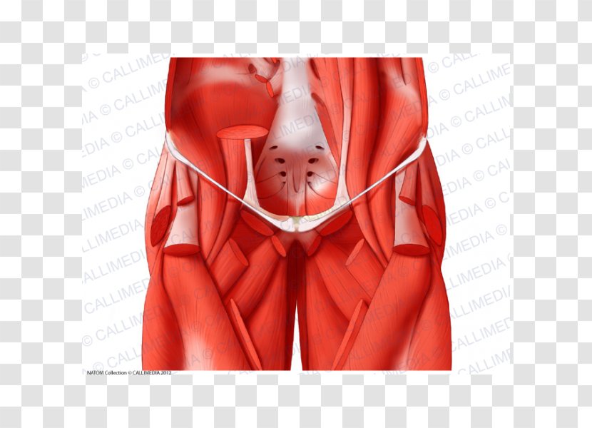 Adductor Muscles Of The Hip Human Anatomy Coronal Plane - Cartoon - Frame Transparent PNG