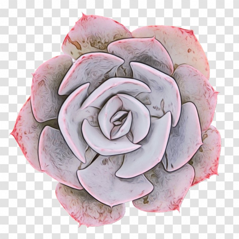 Pink Flower Cartoon - M - Theaceae Stonecrop Family Transparent PNG