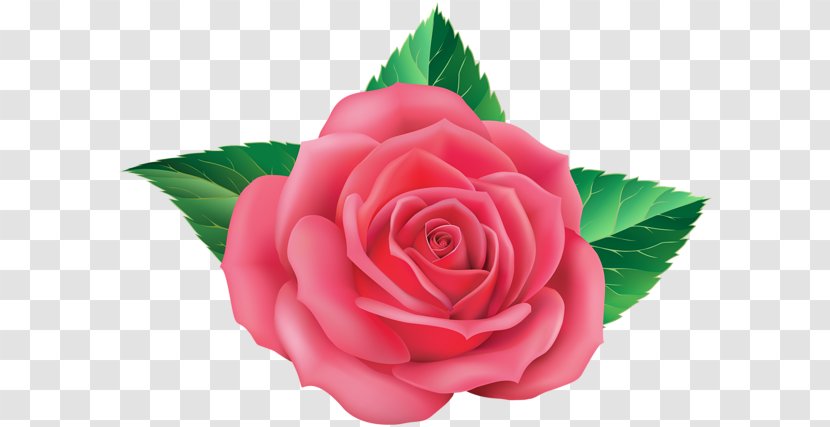 Garden Roses Floribunda Cabbage Rose Blue - Red - Flower Transparent PNG