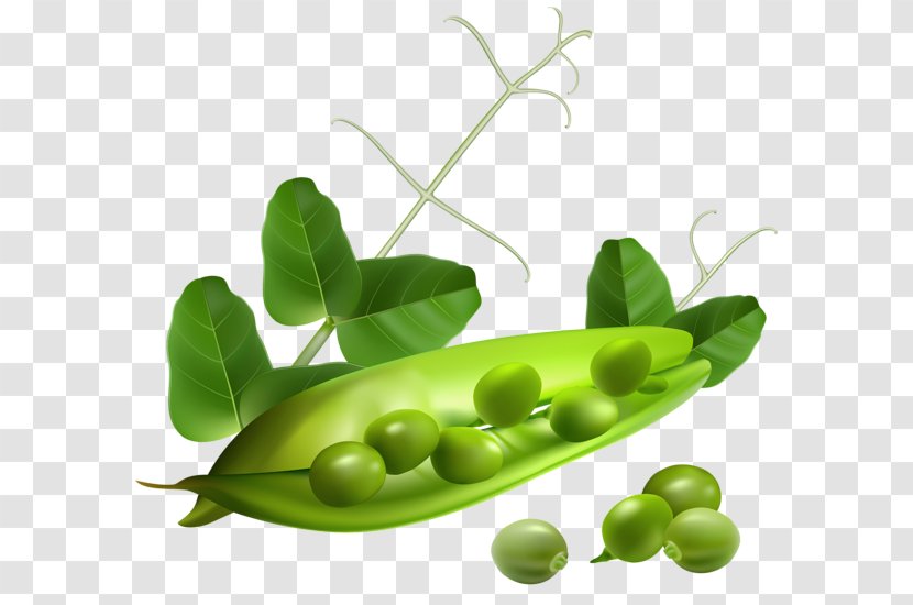 Pea Pod Clip Art - Green Bean Transparent PNG