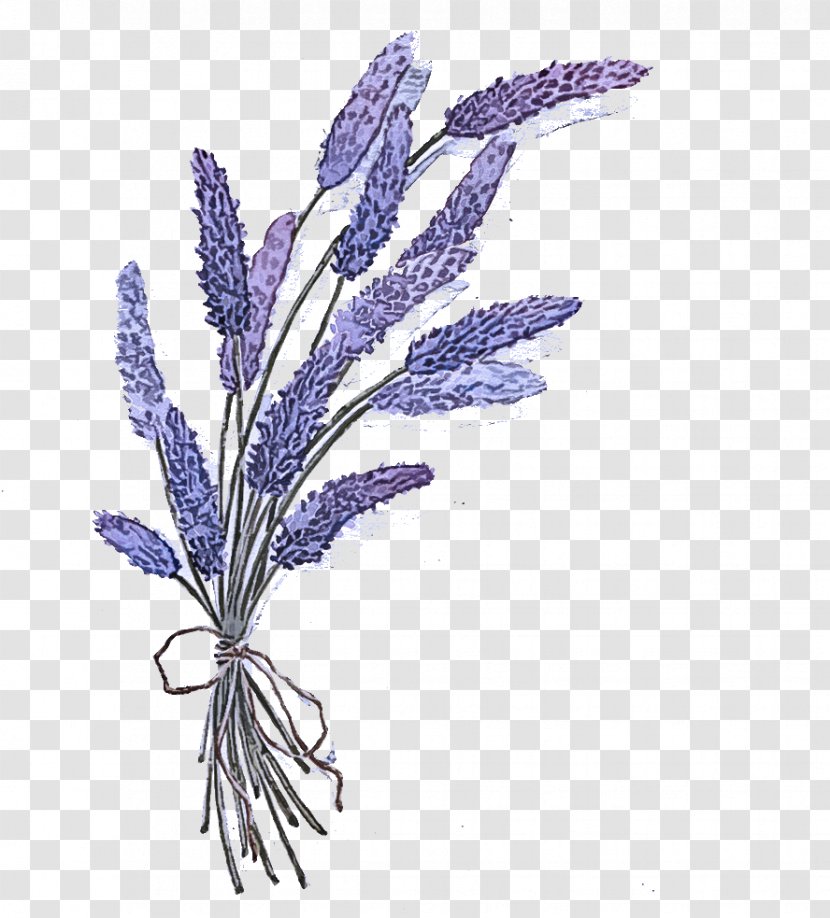 Lavender - Egyptian - French Transparent PNG