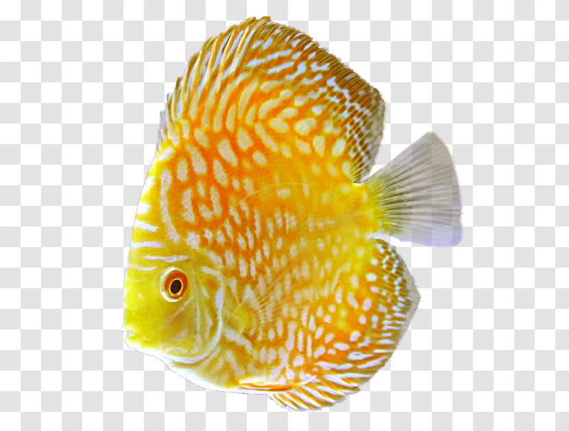 Discus Goldfish Tropical Fish - Marine Biology - Aquarium Transparent PNG