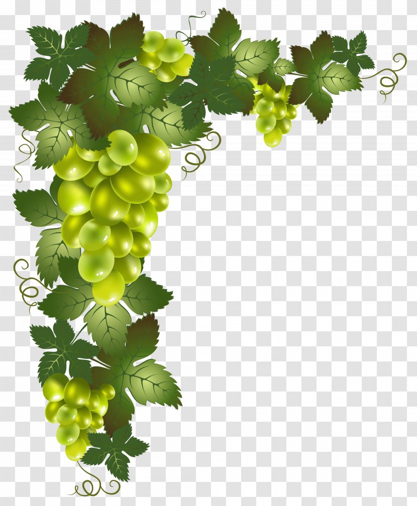 Grapevines Clip Art - Vitis - Grape Transparent PNG