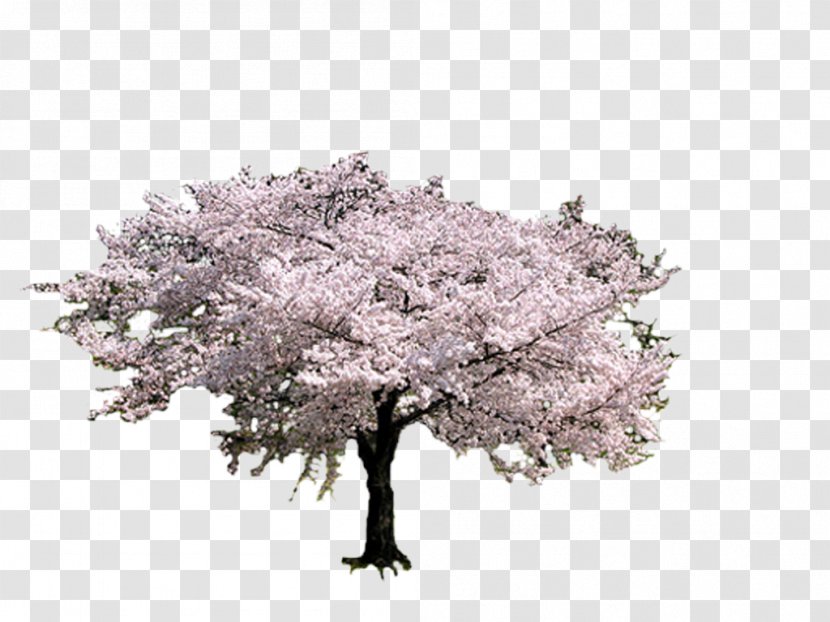 Tree Cherry Blossom Photobucket - Plant - BLOSSOM Transparent PNG