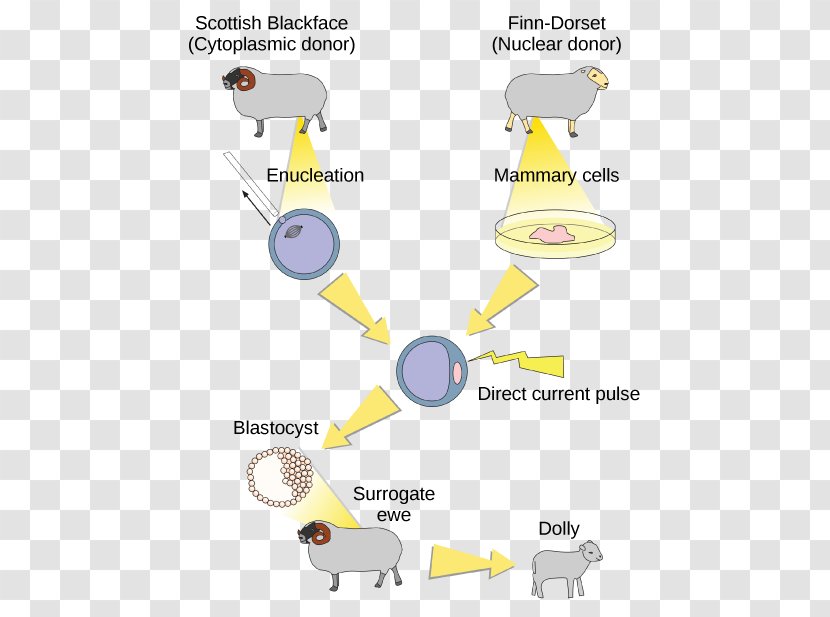 Sheep Dolly Cloning Genetics Science - Yellow - Genetically Modified Organism Transparent PNG