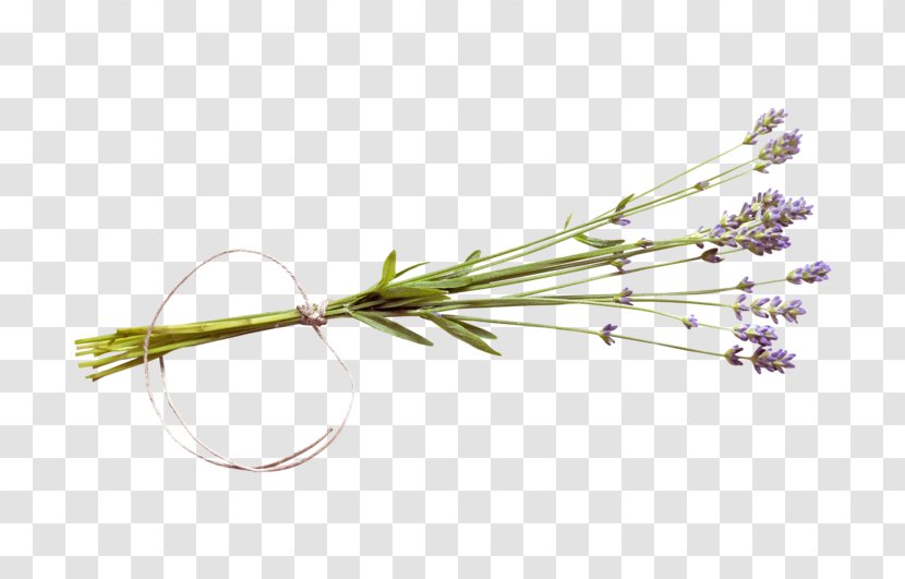 Twig Plant Stem Flower Lavender Transparent PNG