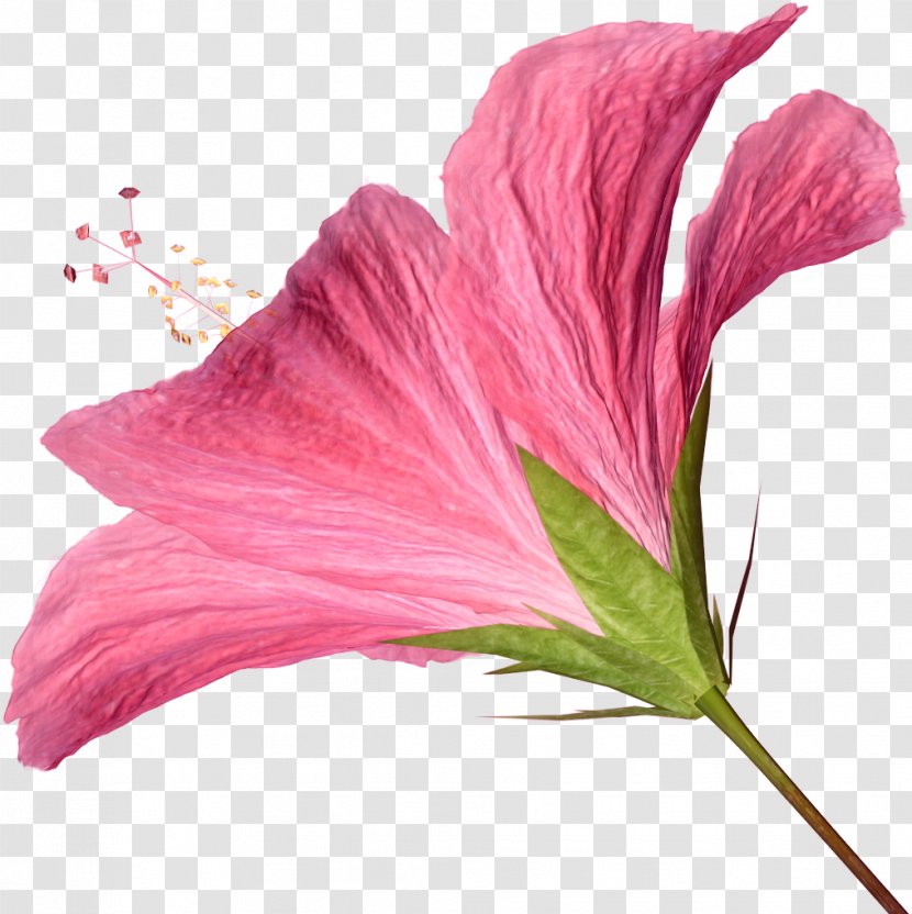 Pink Flowers Clip Art - Hibiscus Transparent PNG