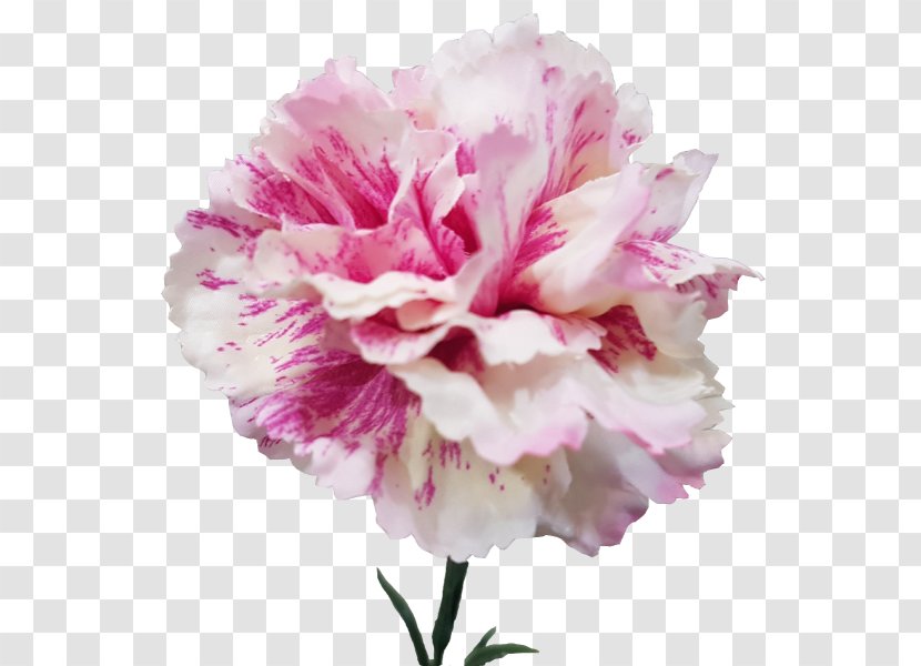 Carnation Cabbage Rose Peony Cut Flowers Petal Transparent PNG