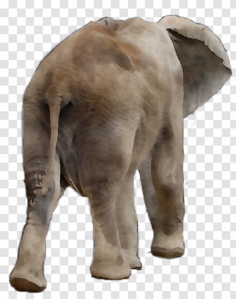 Indian Elephant African Terrestrial Animal Snout - Elephants And Mammoths - Mammal Transparent PNG