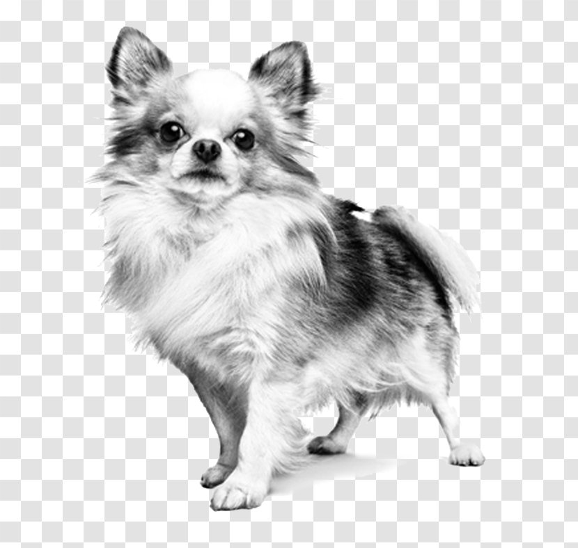 German Spitz Klein Chihuahua Pomeranian Dog Breed Puppy Transparent PNG