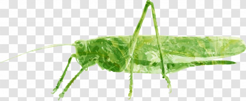 Grasshopper Caelifera Insect Tettigonia Viridissima - Plant Stem Transparent PNG