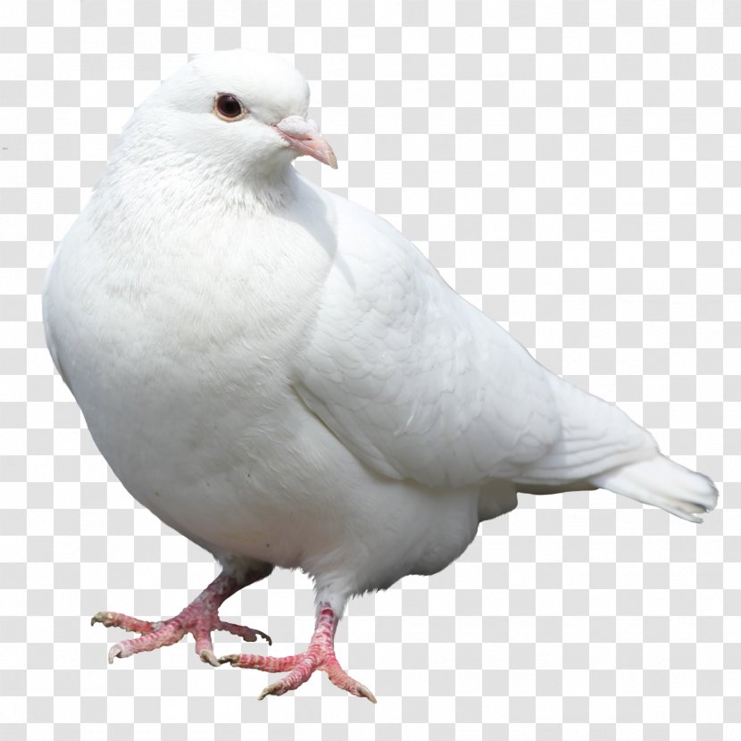 Rock Dove Columbidae Bird Stock Doves As Symbols - Pigeons And Transparent PNG