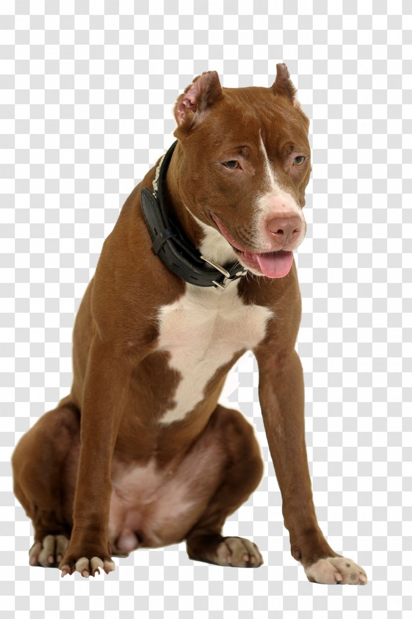 American Pit Bull Terrier Dog Breed Staffordshire - Bulldog Transparent PNG