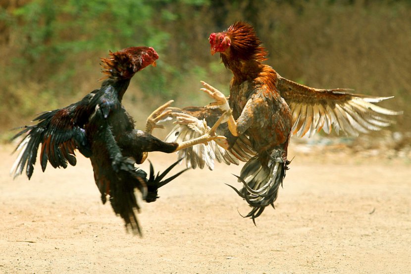 Asil Chicken Phoenix Tamil Nadu Visakhapatnam Cockfight - Cock Transparent PNG