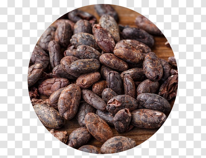 Cacao Tree Cocoa Bean Food Dark Chocolate - History Of Transparent PNG