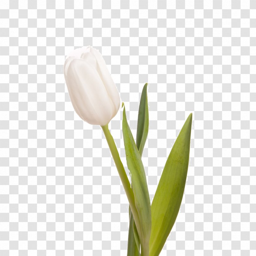 Indira Gandhi Memorial Tulip Garden Flower Bouquet White Transparent PNG