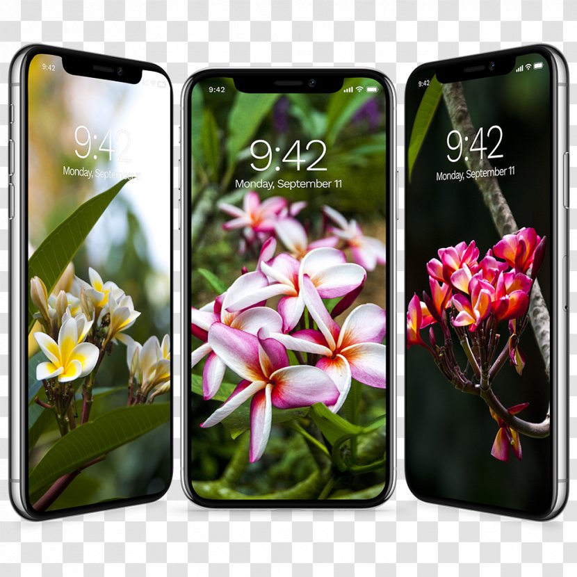 Samsung Galaxy S8+ Flower Desktop Wallpaper Embryophyta - Mobile Phones Transparent PNG