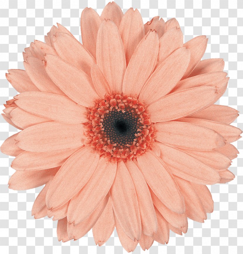 Transvaal Daisy Cut Flowers Family Common - Flower - Gerbera Transparent PNG