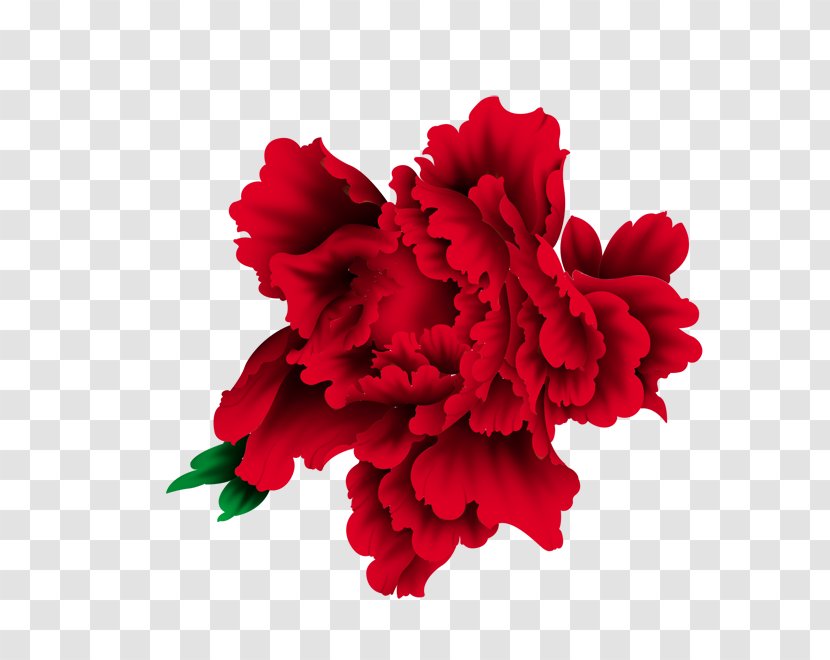 Peony Paeonia Lactiflora Chinese New Year Transparent PNG