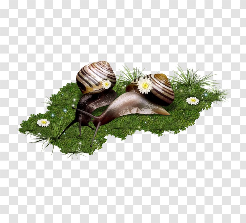 Escargot Snail Clip Art - Herb - Snails Transparent PNG