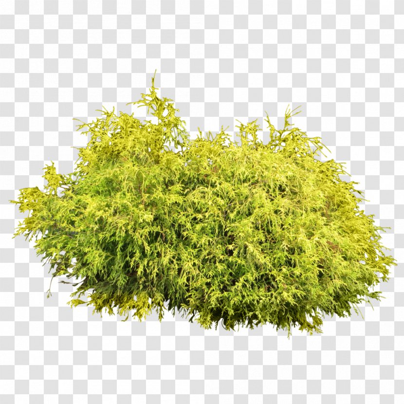 Shrub Tree Clip Art - Lumpy Juniper Bush Transparent PNG