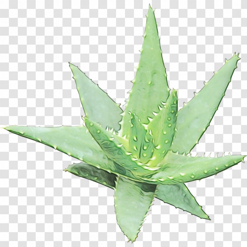 Aloe Vera Leaf - Flower - Perennial Plant Hemp Family Transparent PNG