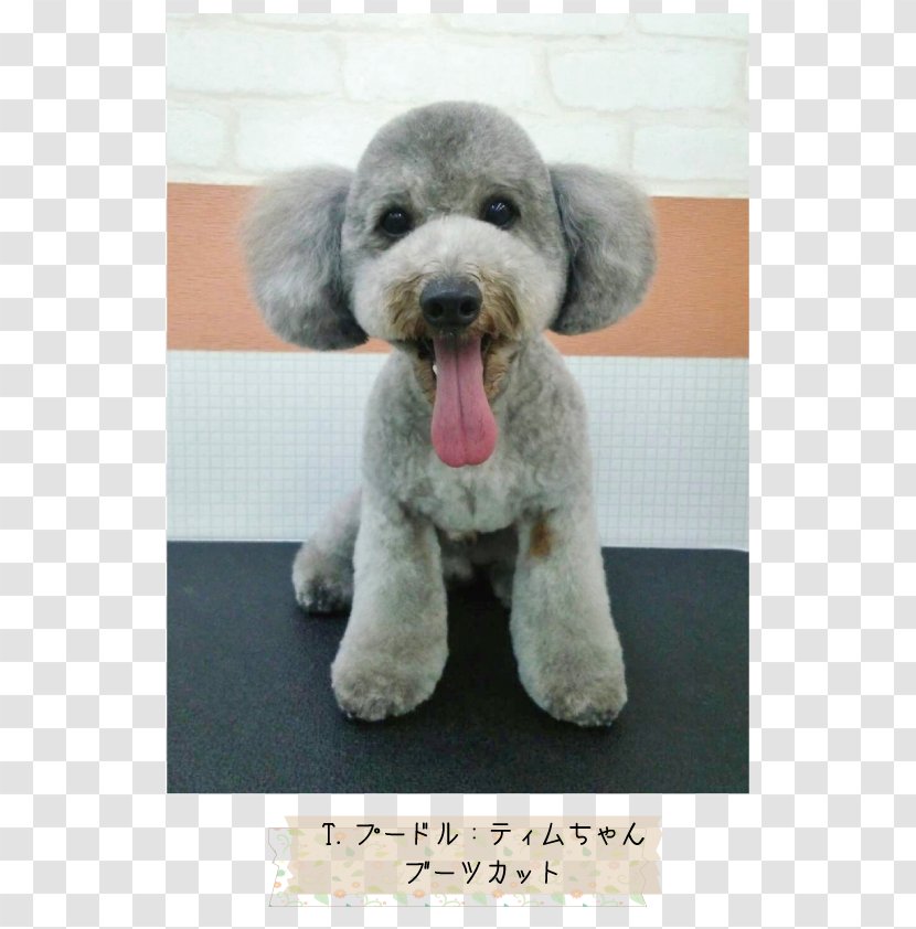 Standard Poodle Miniature Schnoodle Goldendoodle Spanish Water Dog - Carnivoran - Hairdress Transparent PNG