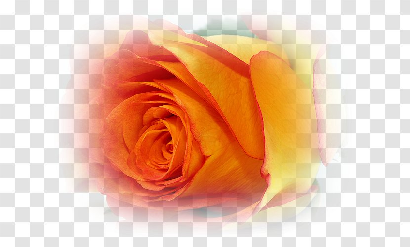 Garden Roses Cut Flowers Flower Bouquet - Peach - Rose Transparent PNG