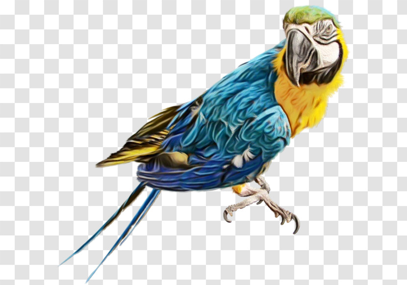 Budgerigar True Parrot Birds Scarlet Macaw Macaw Transparent PNG