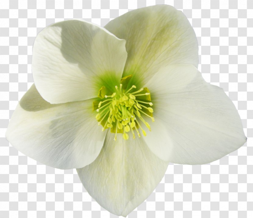Photography Petal - Flowering Plant - Parsley Transparent PNG